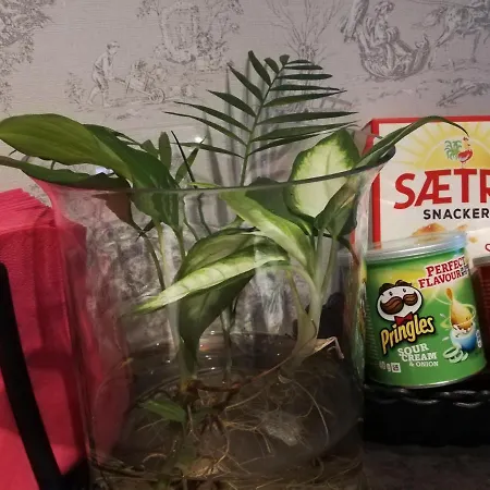 The Little * Sola